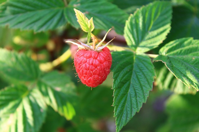 red raspberry leaf